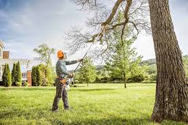 Best Tree Health Inspection  in Brushy, OK