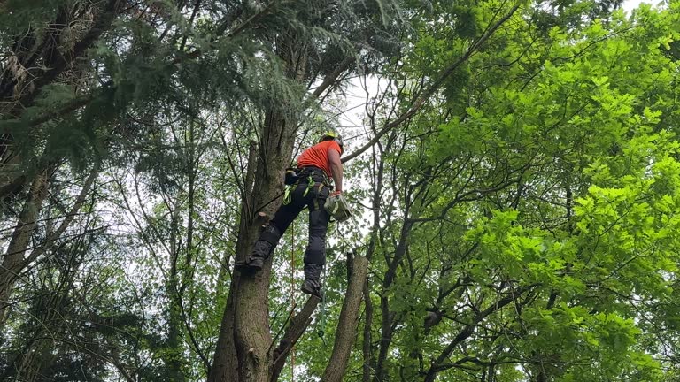 Best Tree Risk Assessment  in Brushy, OK